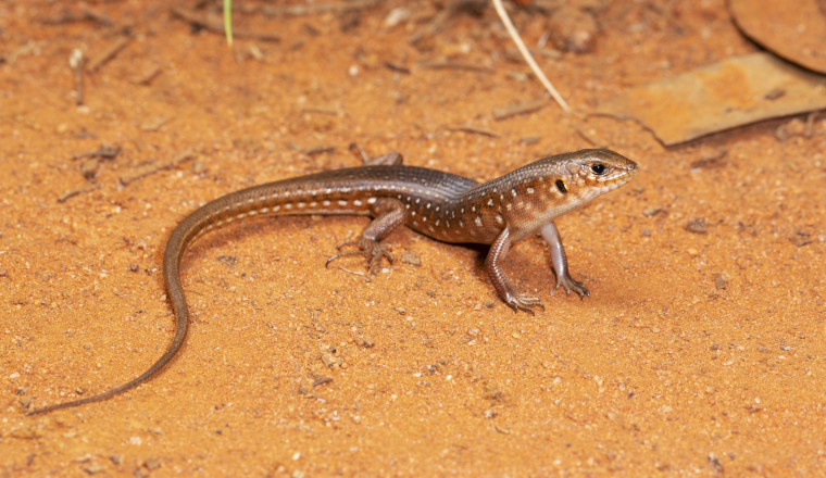 Leopard ctenotus (Ctenotus pantherinus ocellifer) is a lizard that is olive brown with white spots
